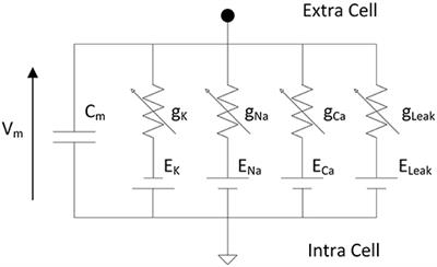 Optimized Real-Time Biomimetic Neural Network on FPGA for Bio-hybridization